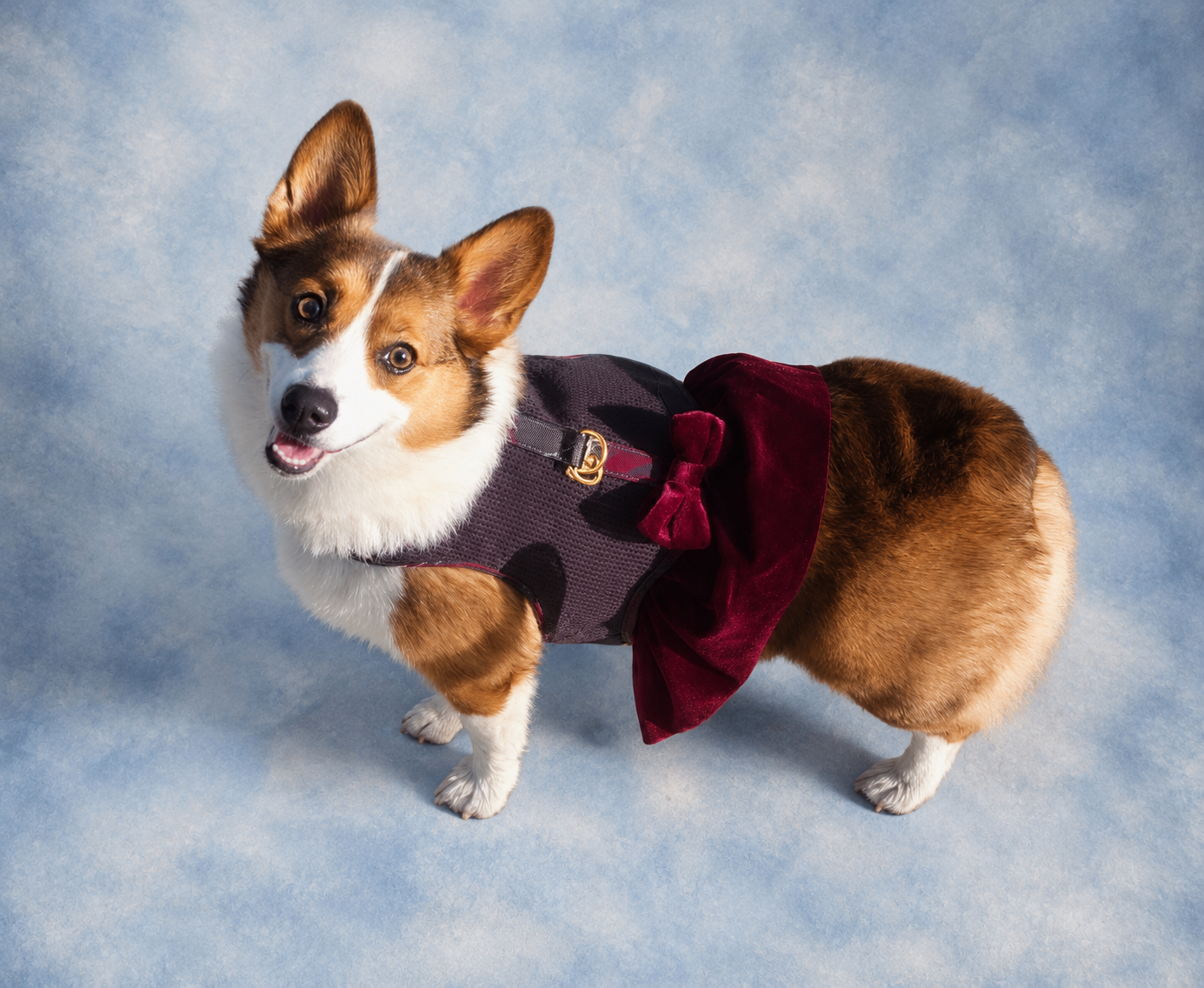 Viviana Janer’s puppy
